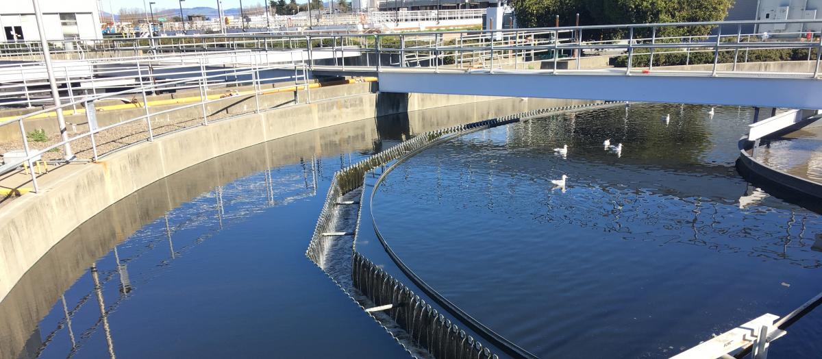 Clarifier with walking platform and birds